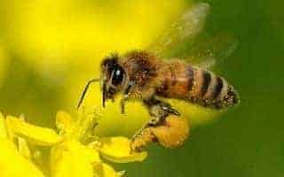 ミツバチも有益な虫です