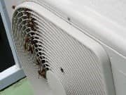 エアコンの室外機の中にアシナガバチの巣