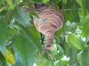 庭木に作られたスズメバチの巣