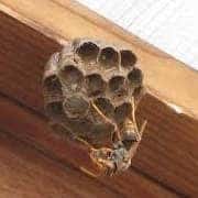 軒下のアシナガバチの巣