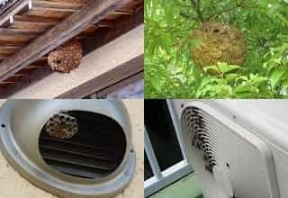 蜂の巣は雨風が防げる様々な場所に作られます。