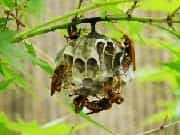 庭木に作られたアシナガバチ巣